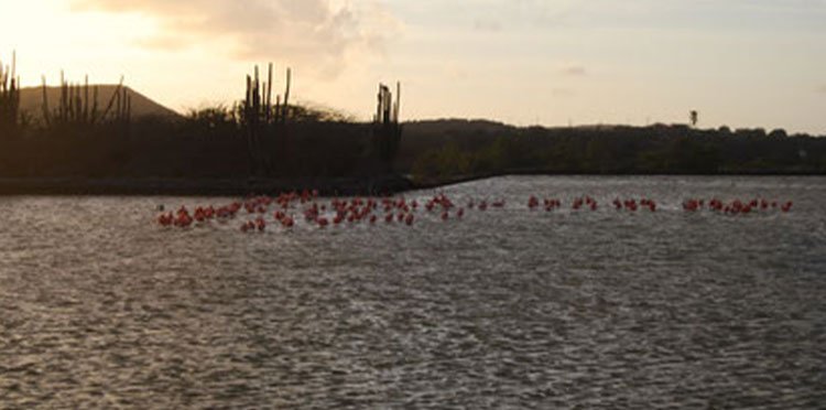 Salinen mit Flamingo Point